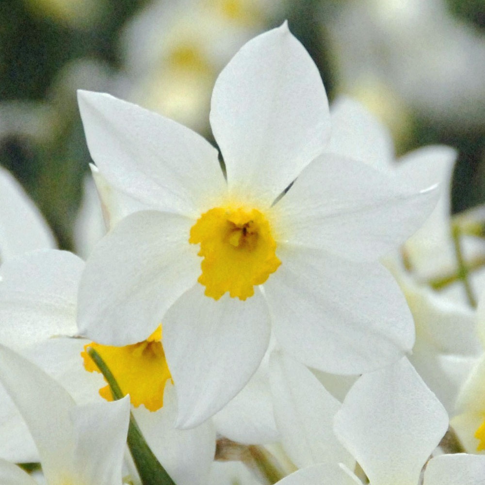 White Lady Daffodil