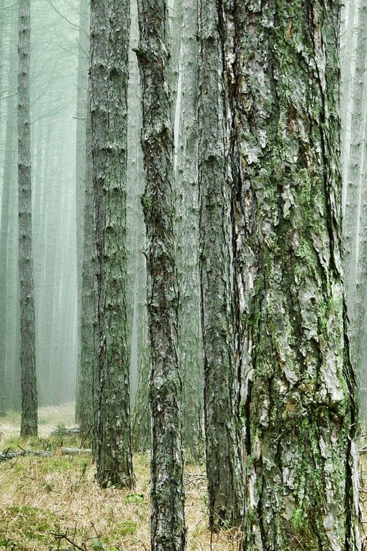 Pine (Pinus) Forest