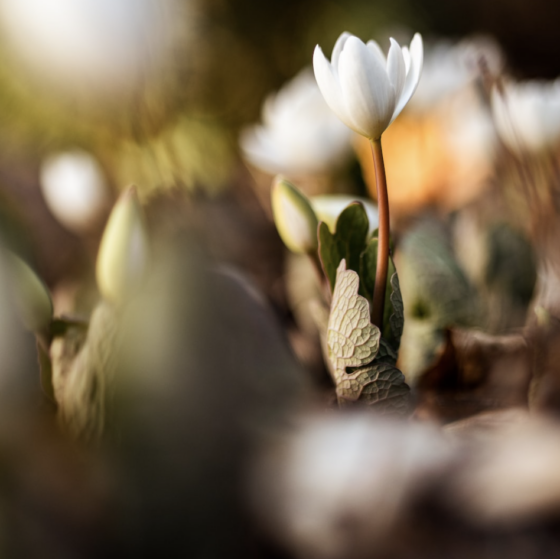 Bloodroot in bloom - early spring