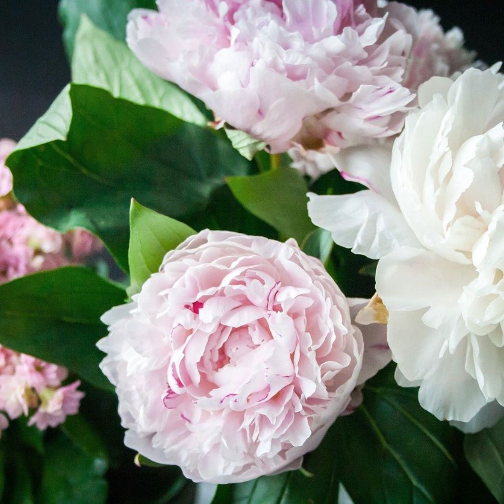The Herbaceous Peony is the Very Epitome of June