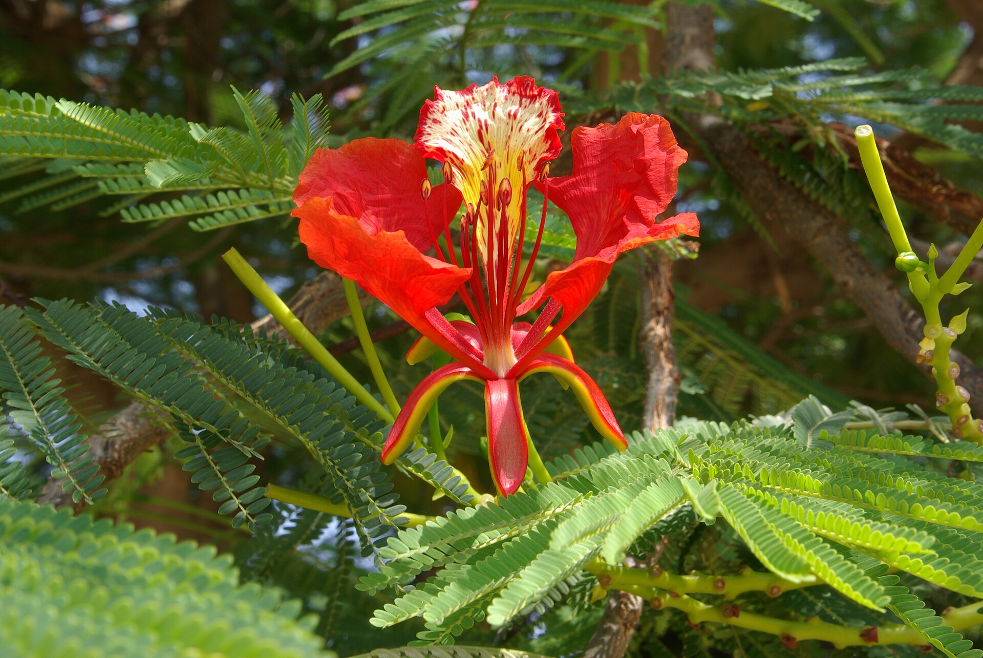 Flame Tree Flower (Kibbutz Ginnosar, Israel)