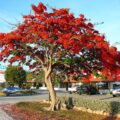Flame Tree - Royal Poinciana