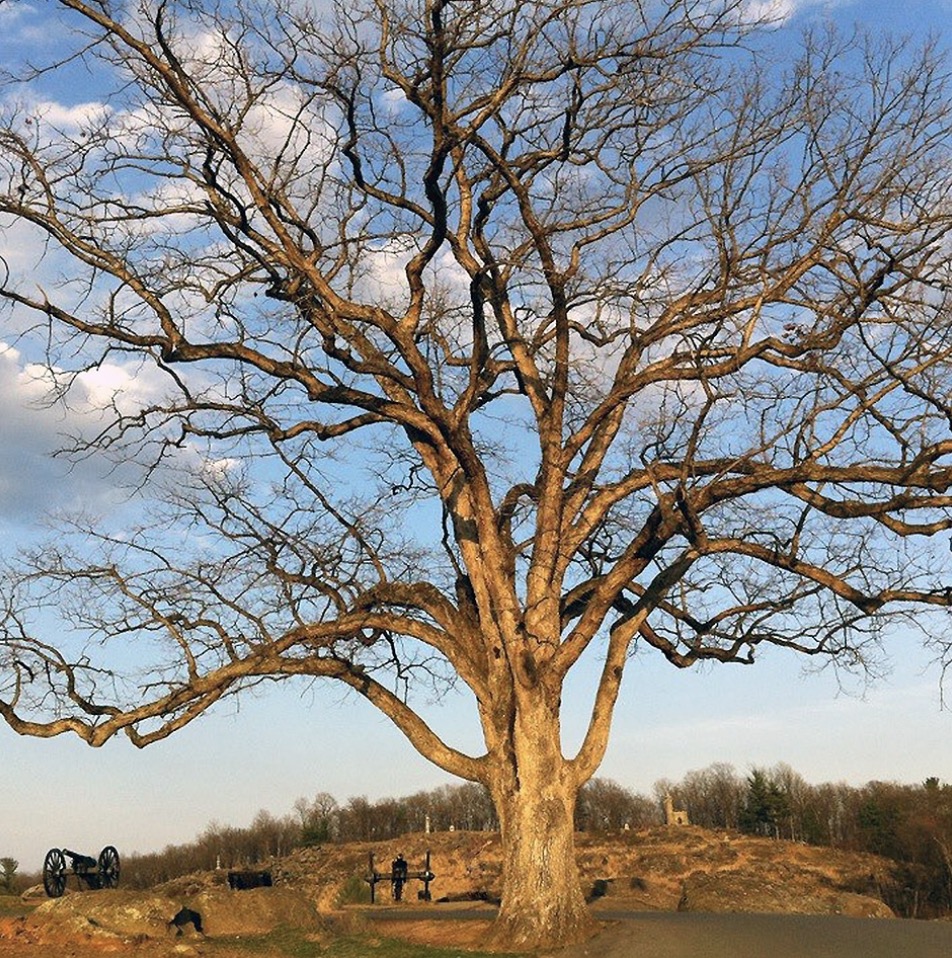 Old Tree at Gettysburg