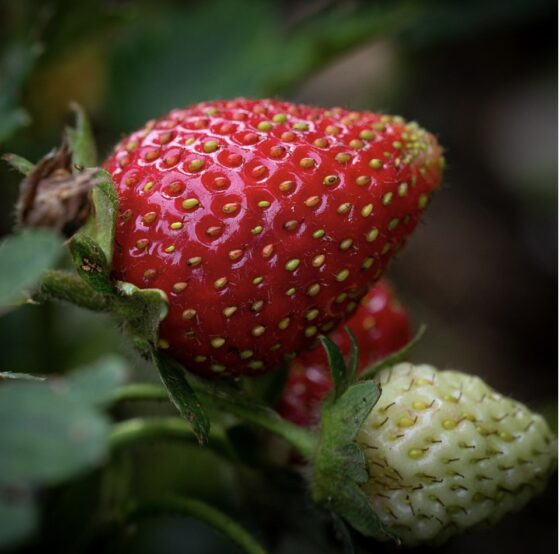 Ripe Strawberries in the Garden