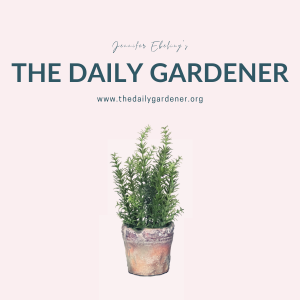 20200101 The Daily Gardener Album Cover