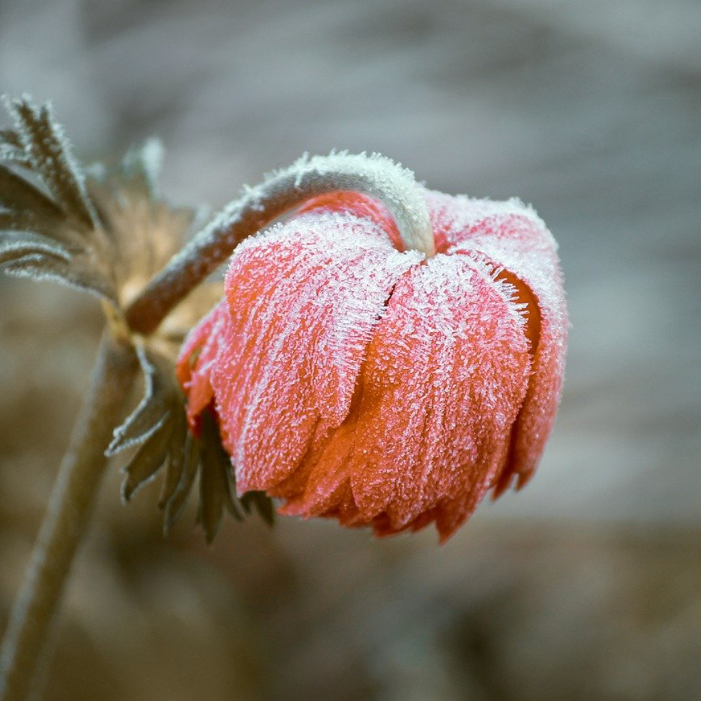 Flowers in Winter