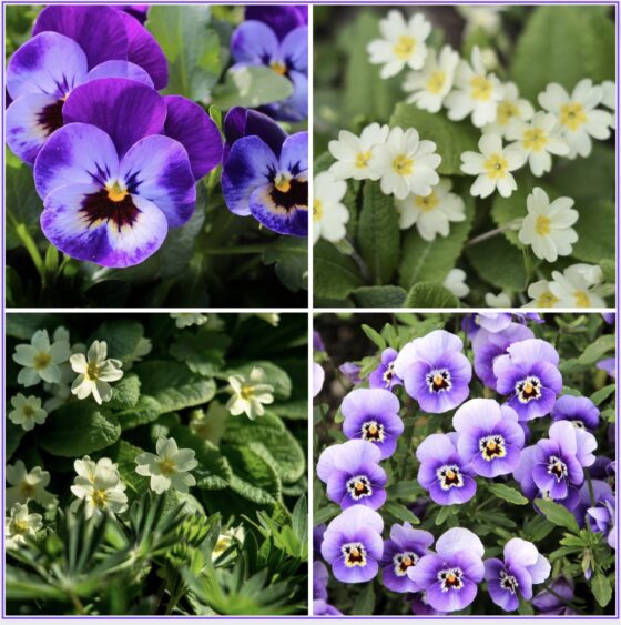 February's Flowers: the Violet and the Primrose
