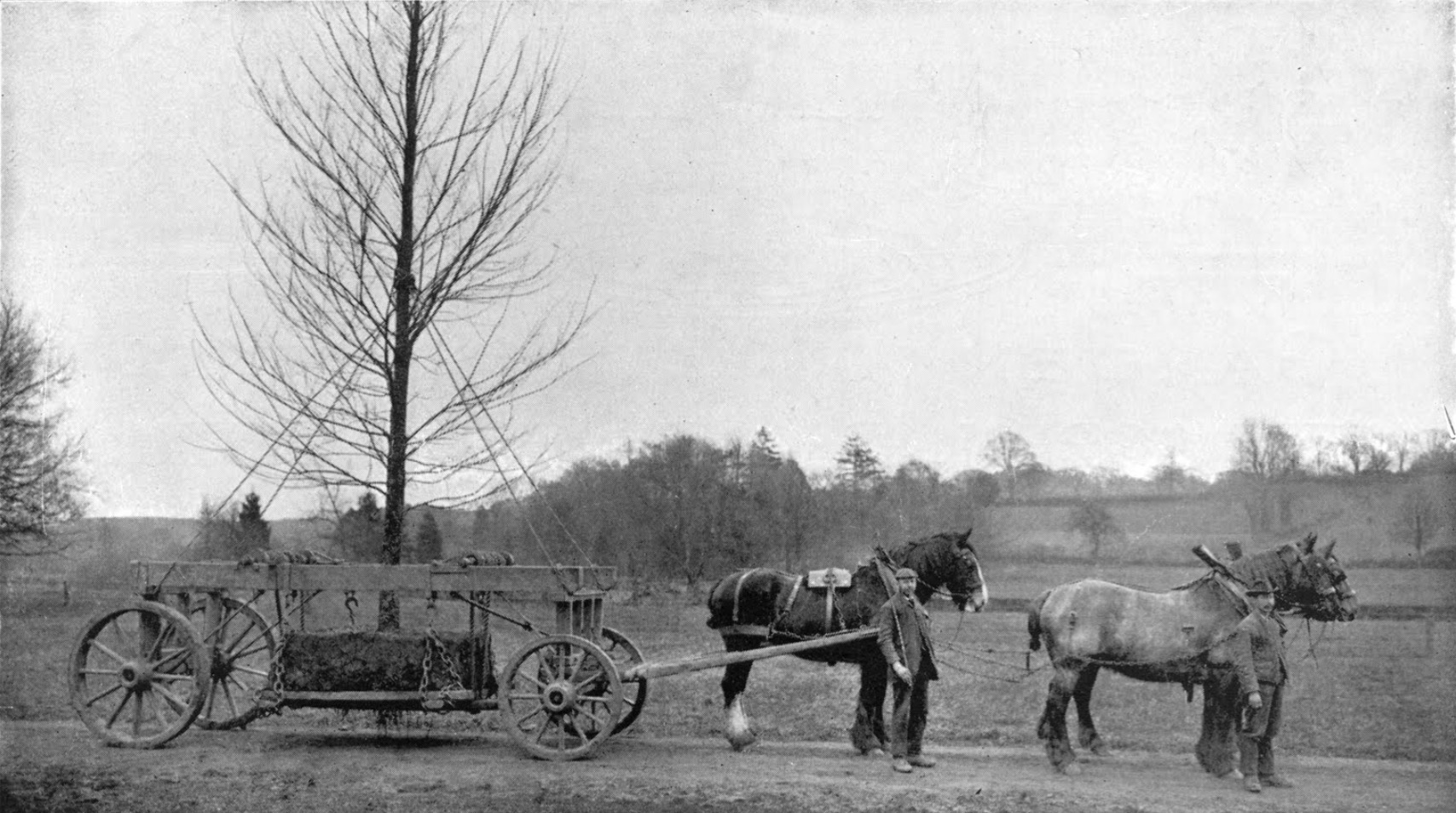 George II Jackman Transplanting Big Trees, 1914