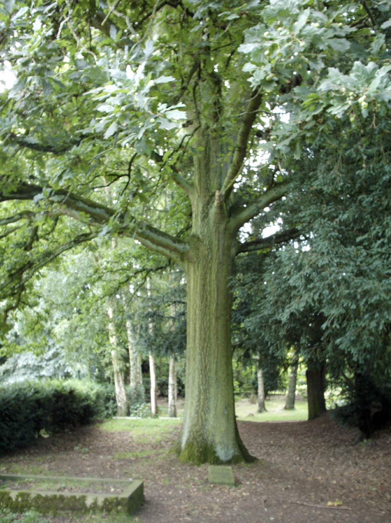 The Happy Huntsman's Tree - an Oak