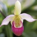 The Lady's Slipper Orchid