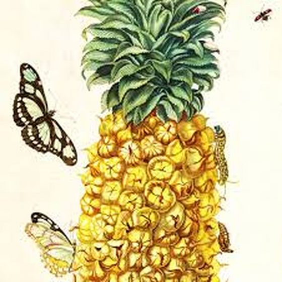 A Pineapple and Butterfly