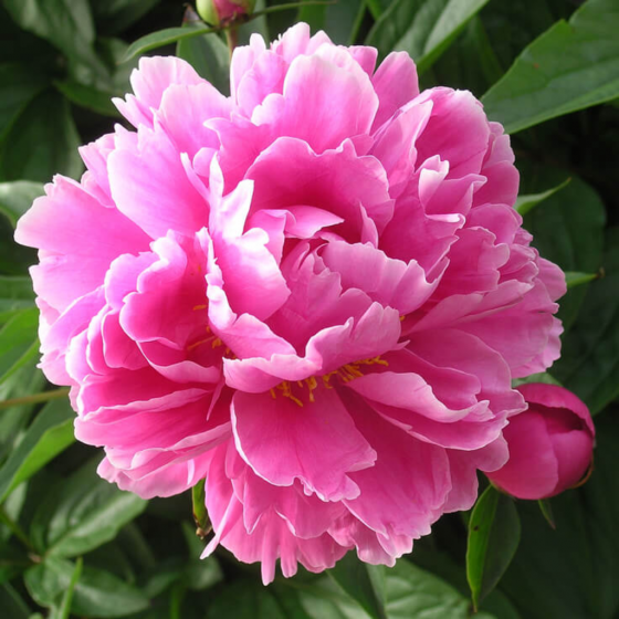 A Small, Sad, Neglected-Looking Pink or Peony