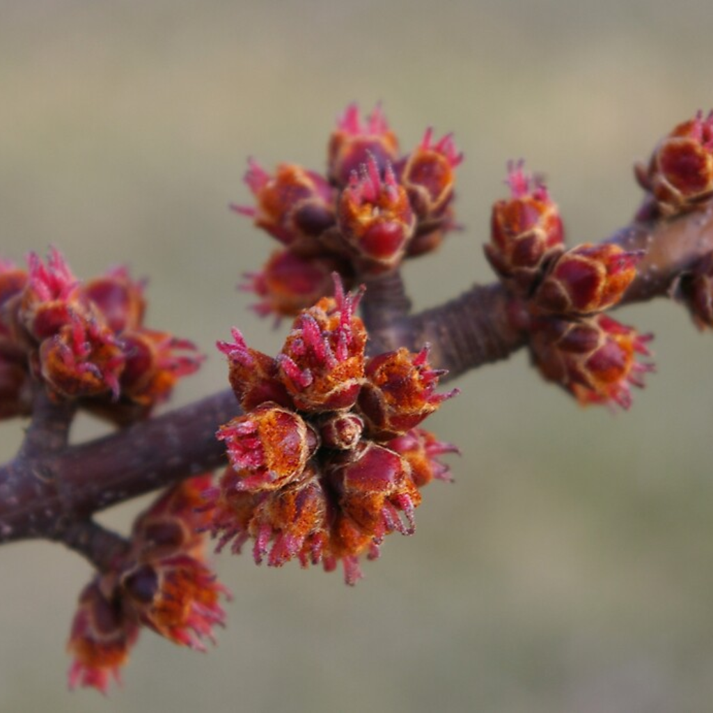 List 92+ Images what tree has red buds in spring Excellent