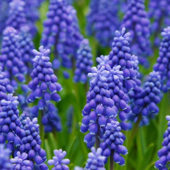 Buy Hyacinths to Feed Thy Soul