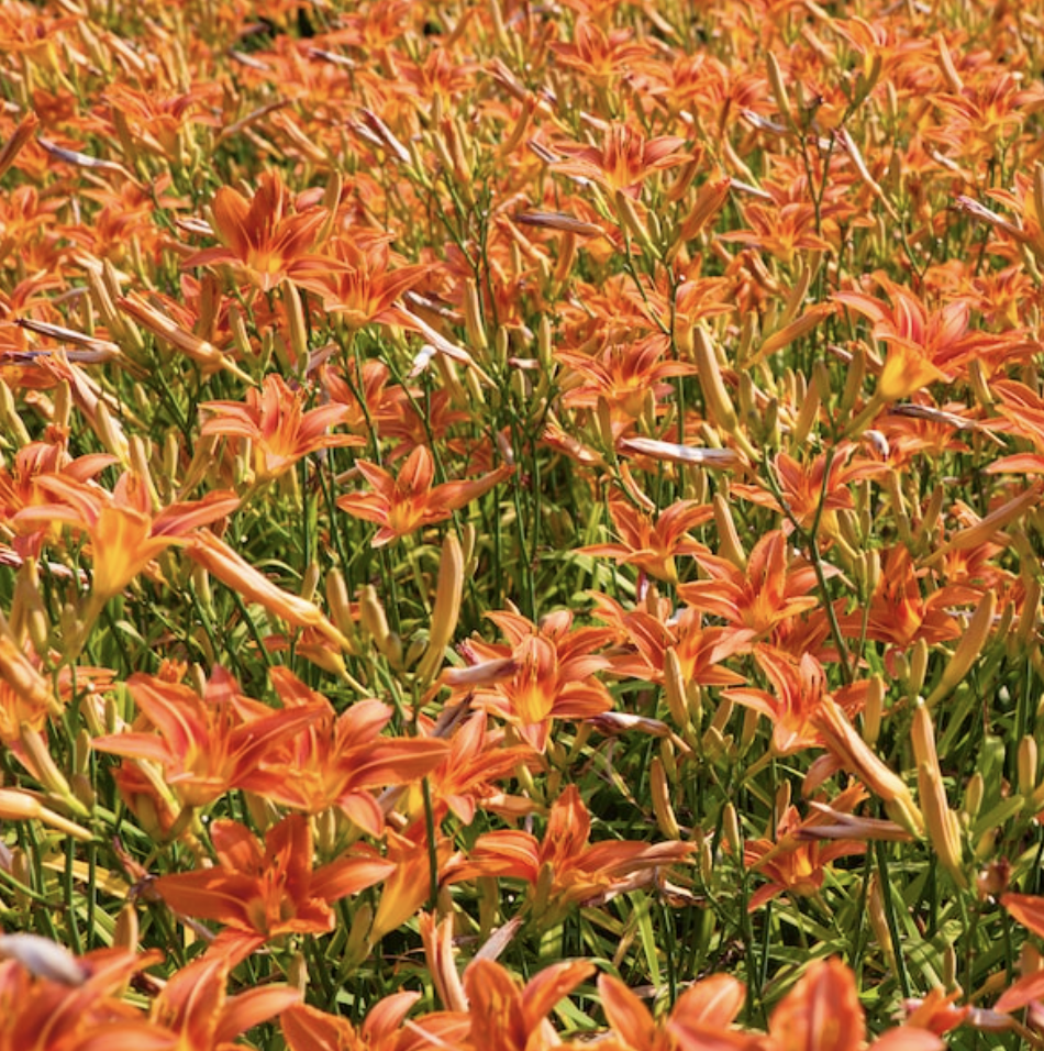 A Field of Tiger Lilies
