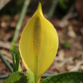 The Skunk Cabbage