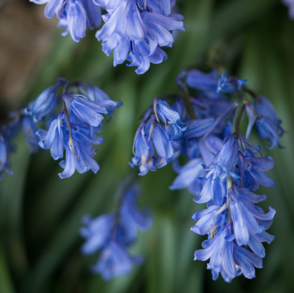 Bluebells in full bloom