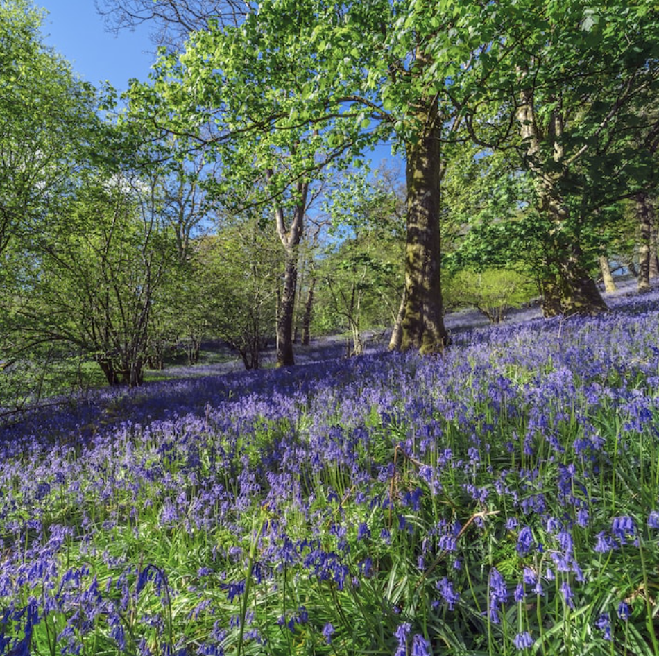 Woodland carpeted with bluebells