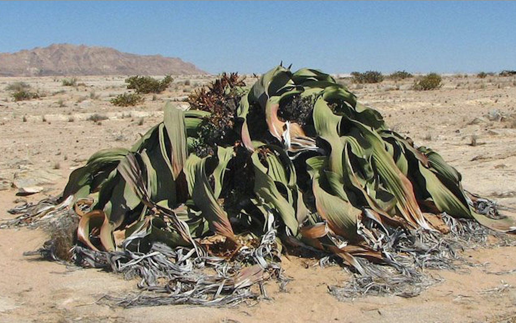 An enormous Welwitschia mirabilis