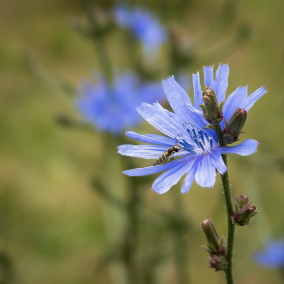 Chicory with pollinator