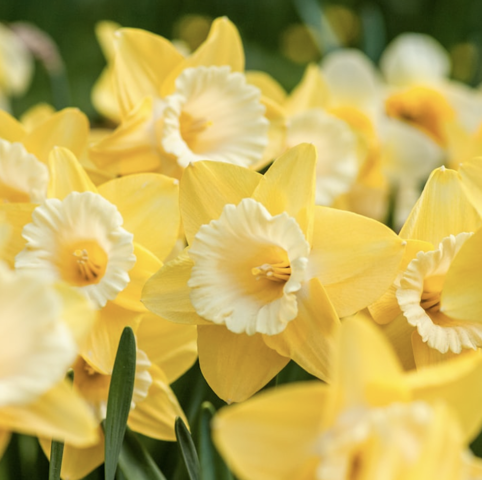 Creamy Yellow Daffodils