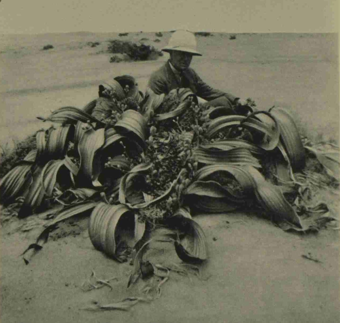 Friedrich Welwitsch and Welwitschia mirabilis