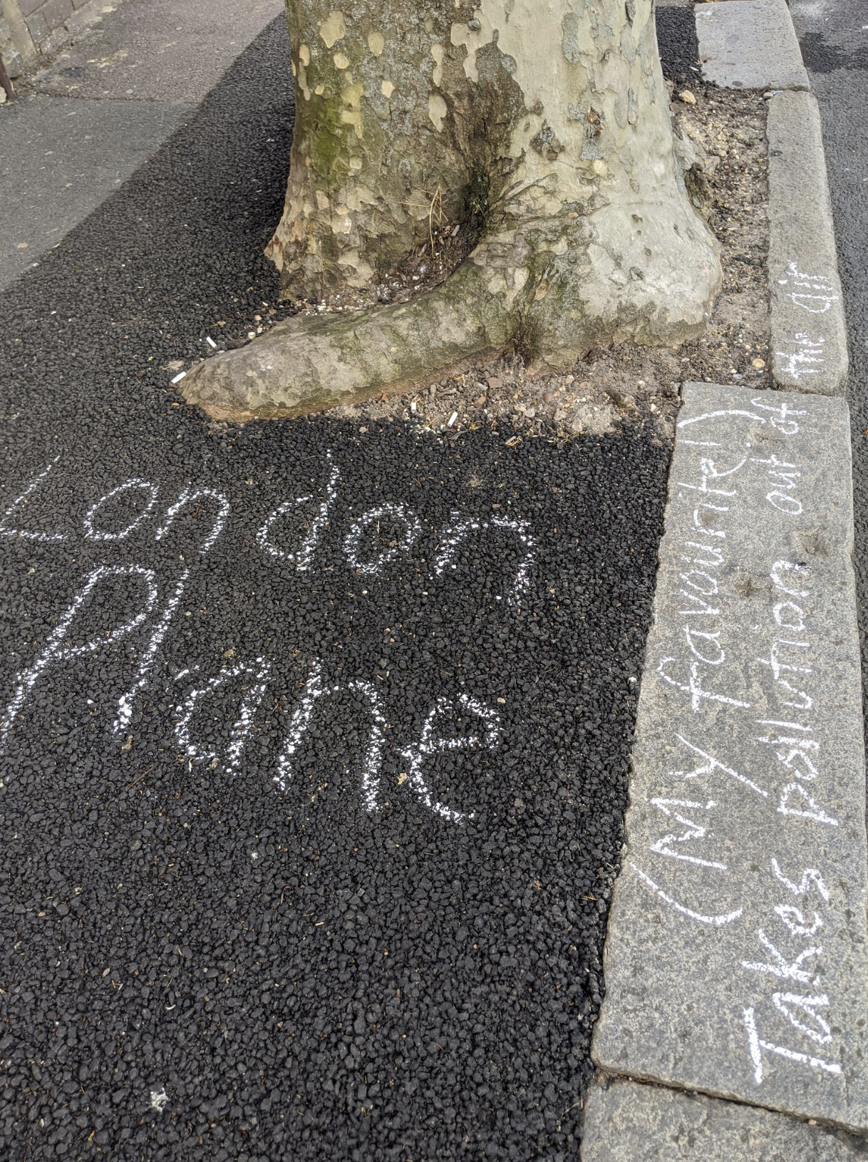 London Plane Tree