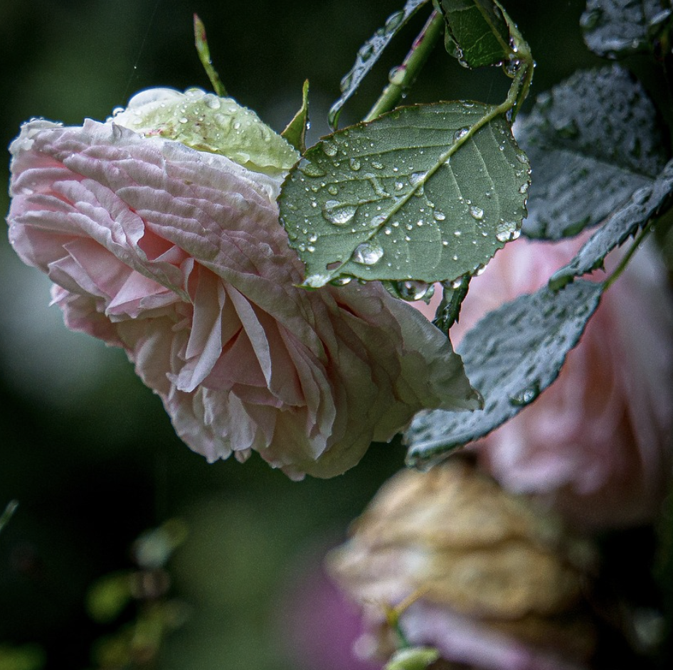 Roses after the Rain