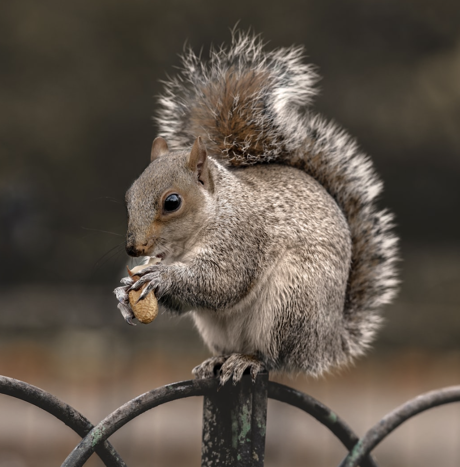 Squirrel on Fencepost