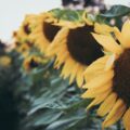 Sunflower Crop
