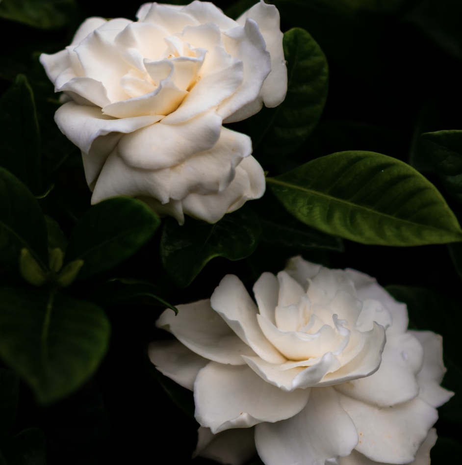 The Exquisite Fragrant Flowers of the Gardenia