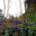 Violets are a February birth flower