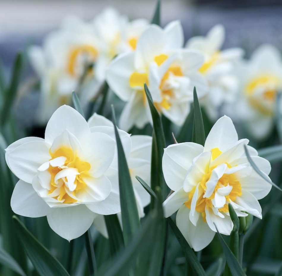 White Daffodils with Yellow Centers