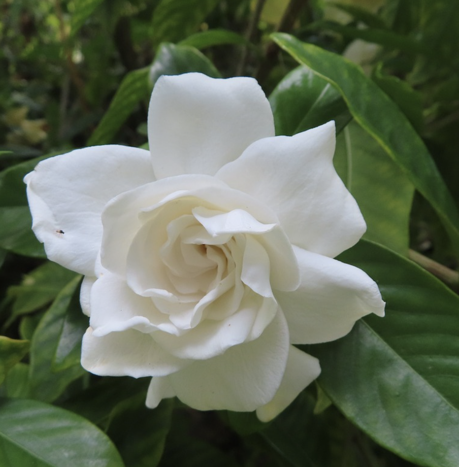 White Gardenia in Full Bloom