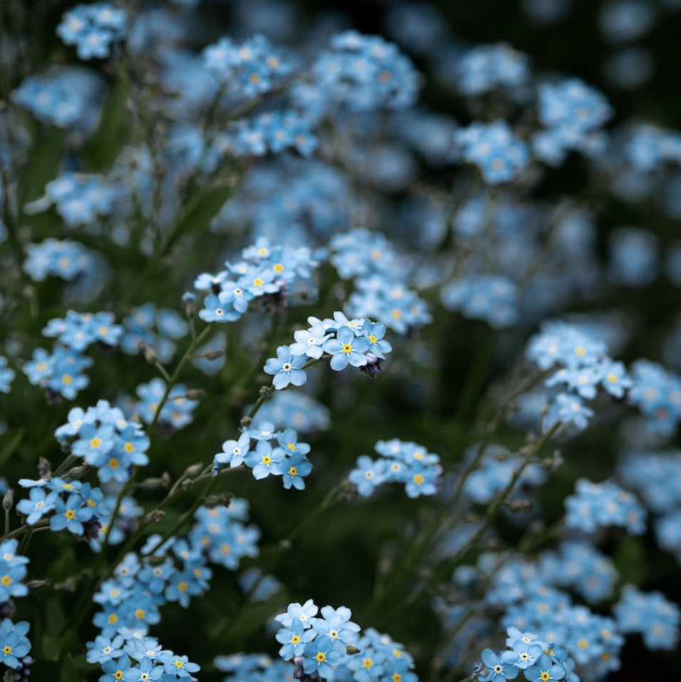 Wild Forget-Me-Not