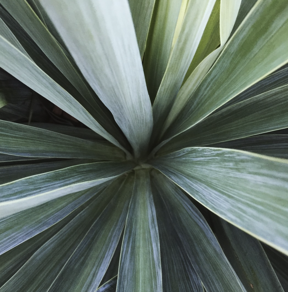 Yucca - Top View