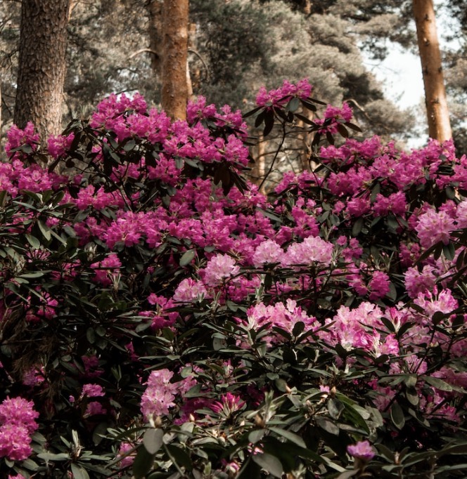 A chromatic surf of rhododendrons.