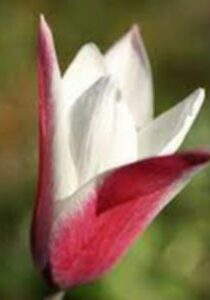 Peppermint Tulip